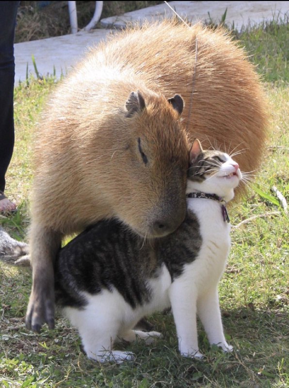 #猫猫