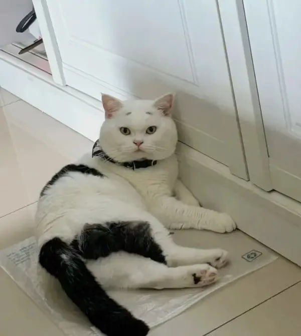 🤔#猫猫🤔#猫猫