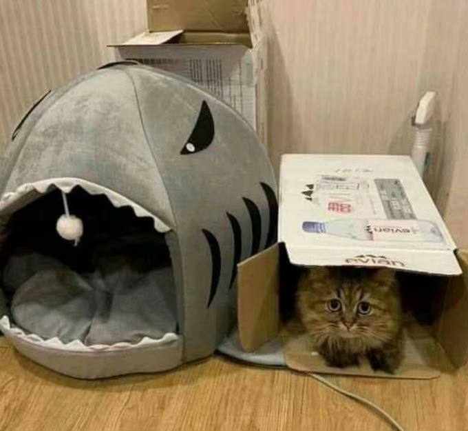 #猫猫