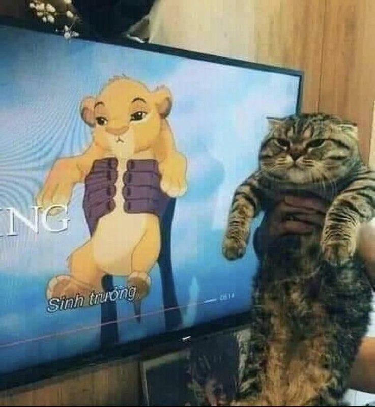 #猫猫