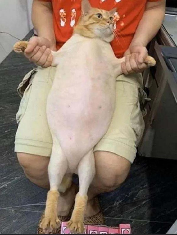 #猫猫