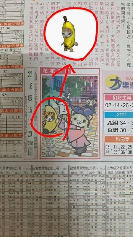 早期香蕉猫🤨