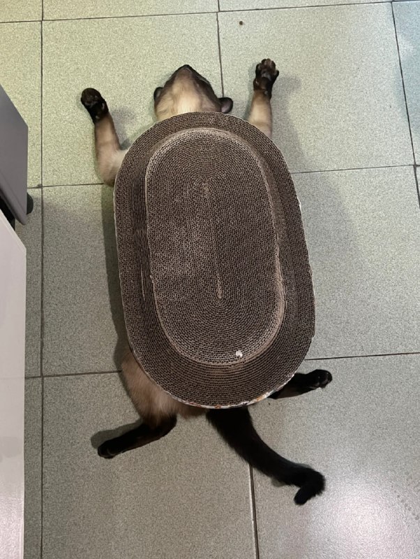 🐢#猫猫
