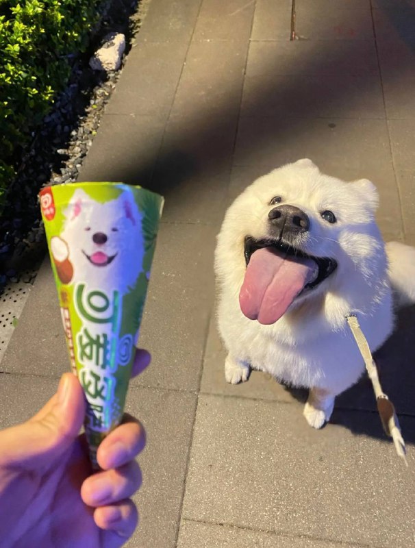 #狗狗