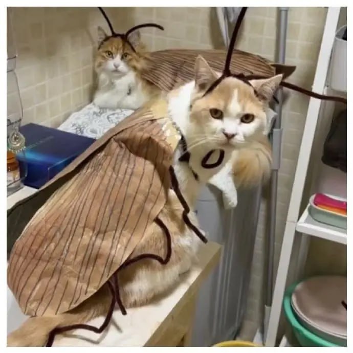 #猫猫#猫猫