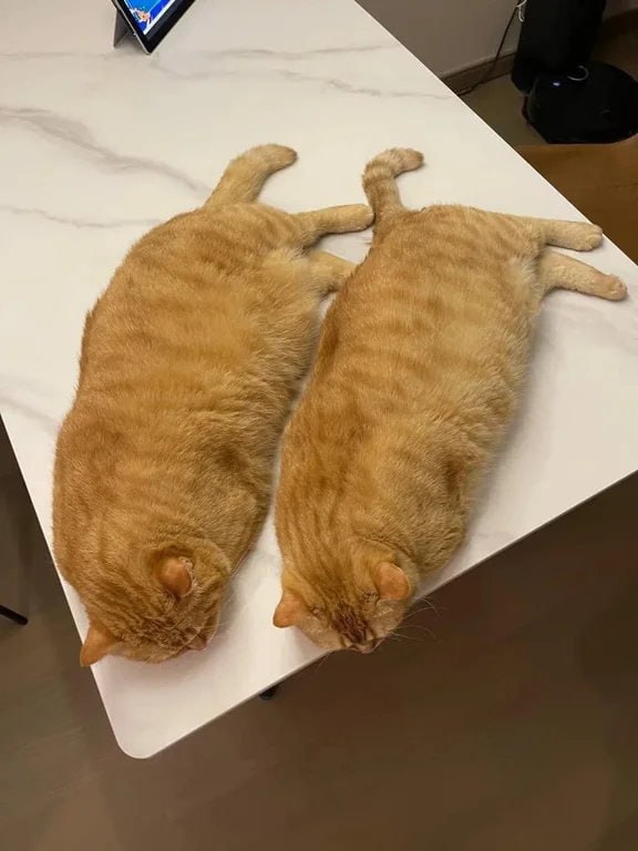 #猫猫