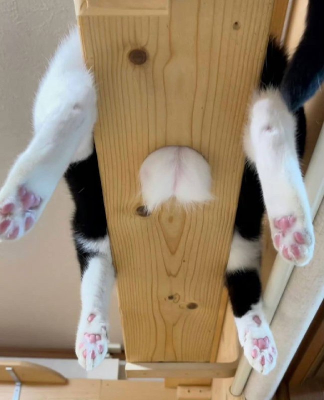 #猫猫
