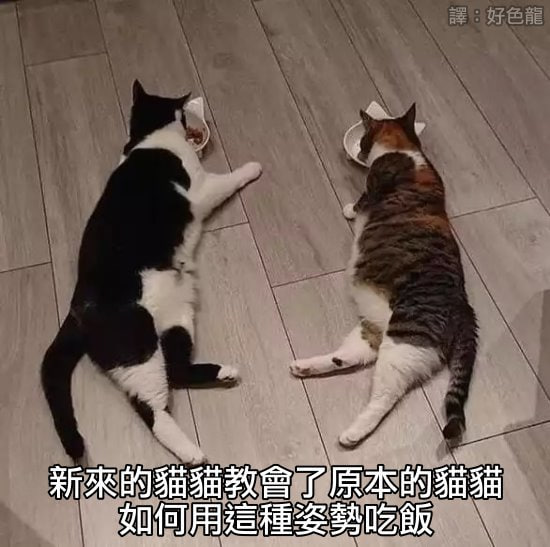 #猫猫