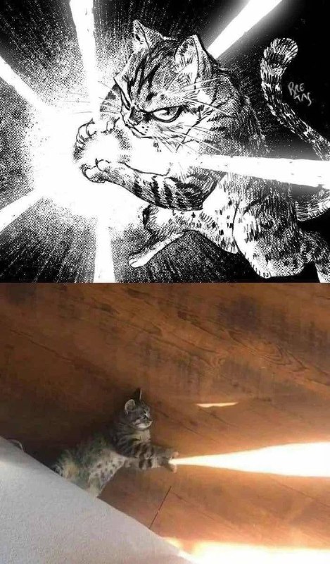 #猫猫
