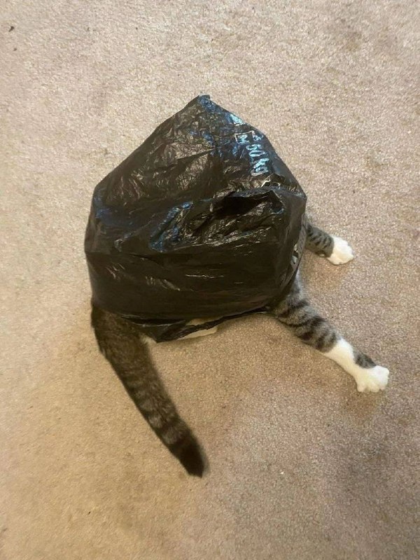#猫猫