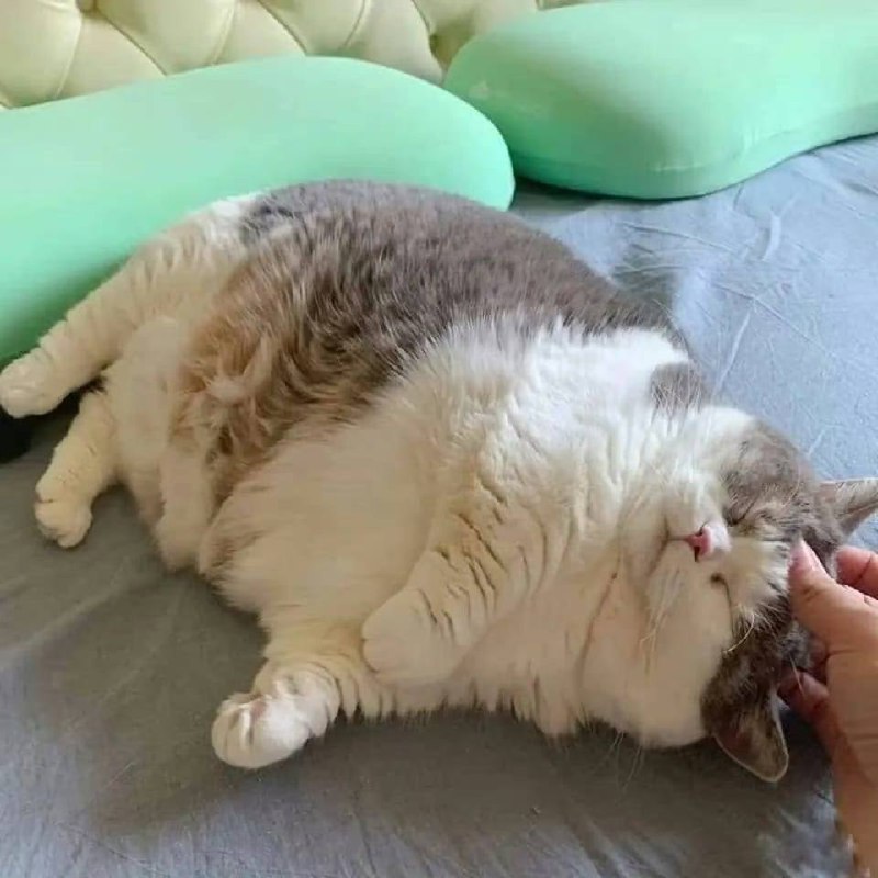 #猫猫