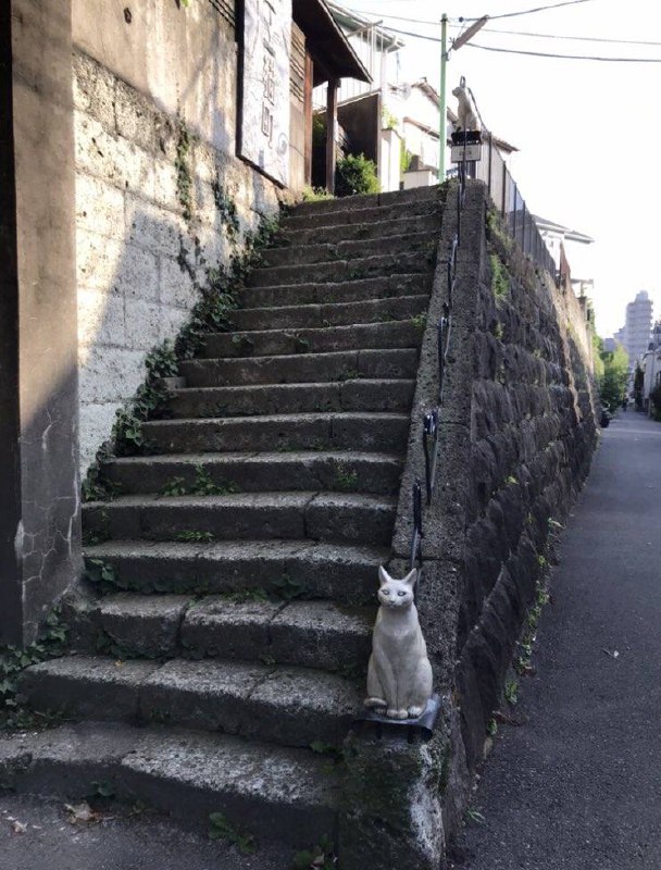 #猫猫 楼梯#猫猫 楼梯