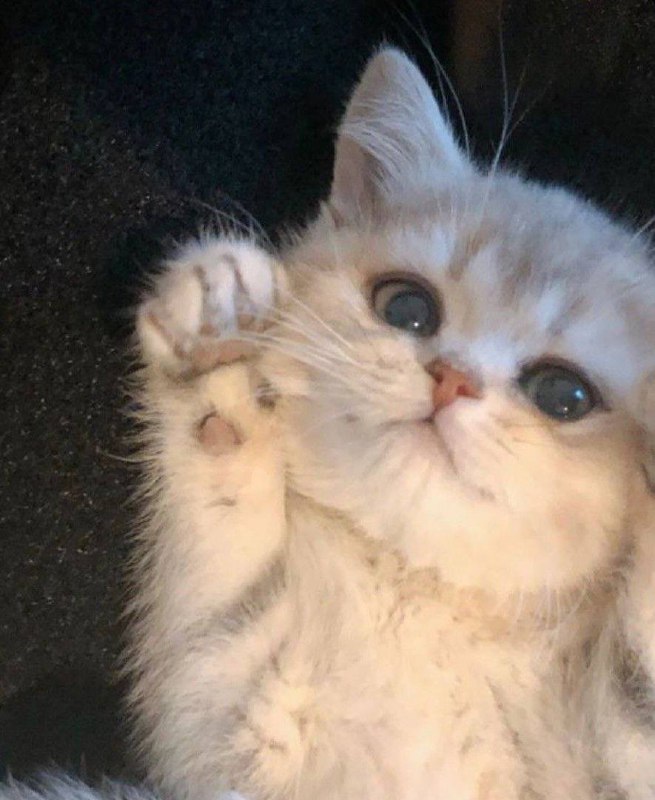 #猫猫