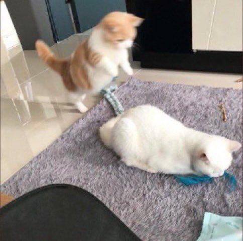 #猫猫#猫猫