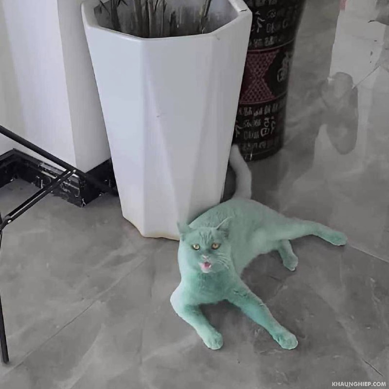 #猫猫 一个变绿的故事#猫猫 一个变绿的故事