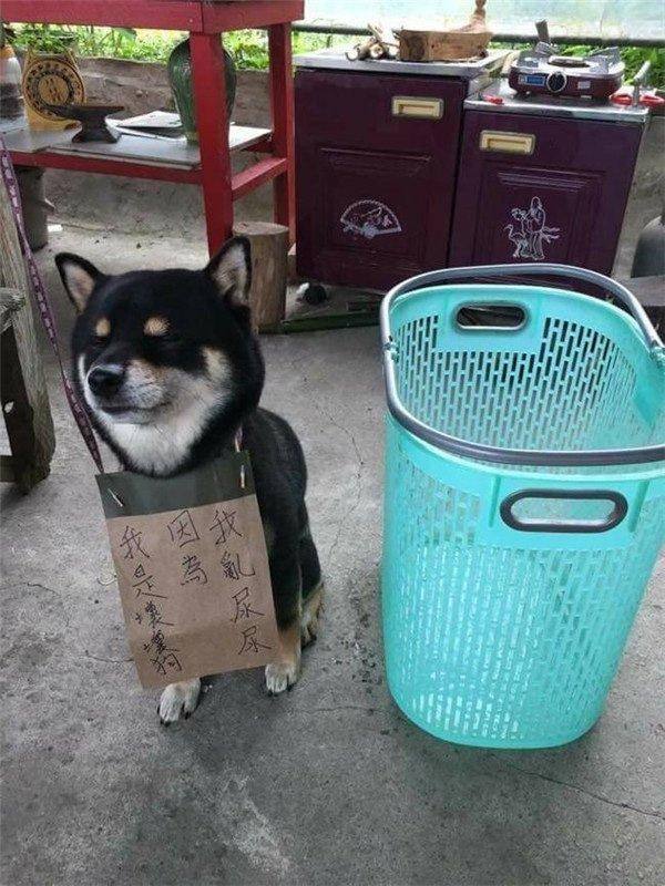 #狗狗