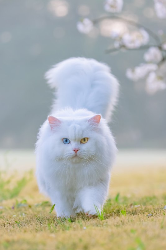 #猫猫（原图见评论区）