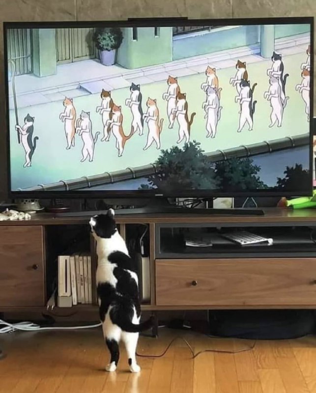 #猫猫