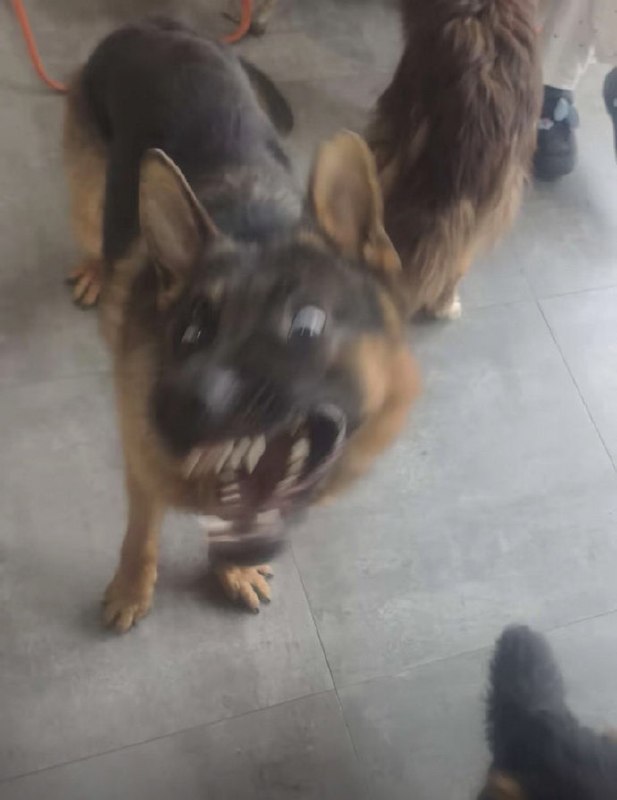 老板