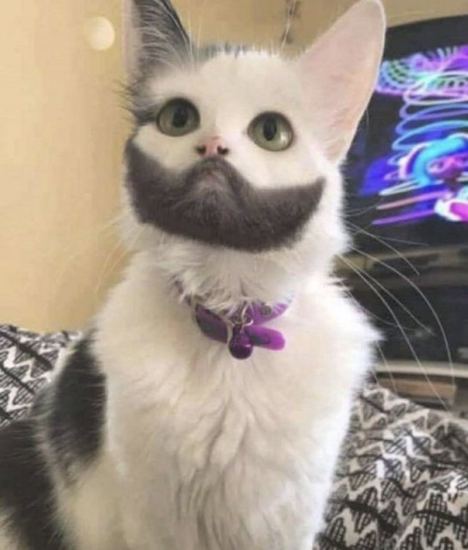 #猫猫