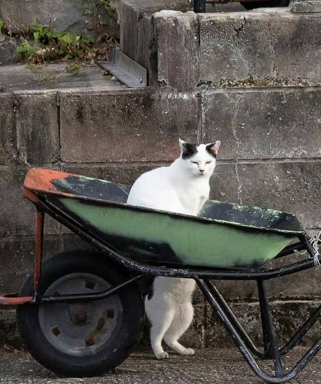 #猫猫 通天术