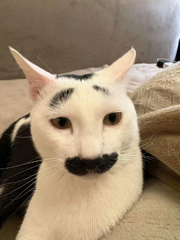 #猫猫#猫猫