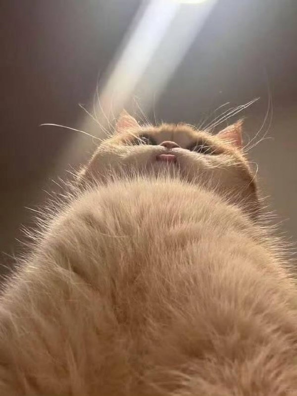 肥美😛#猫猫