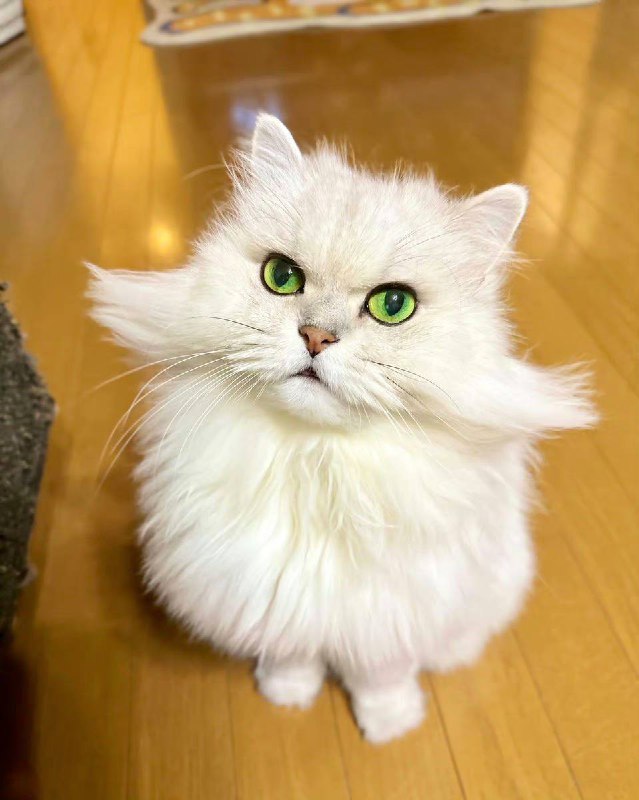 #猫猫