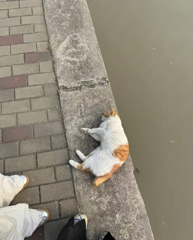 #猫猫#猫猫