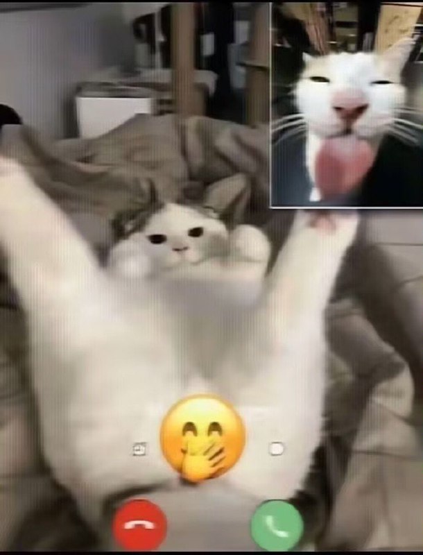 #猫猫
