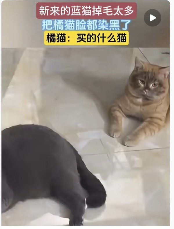 🌚#猫猫