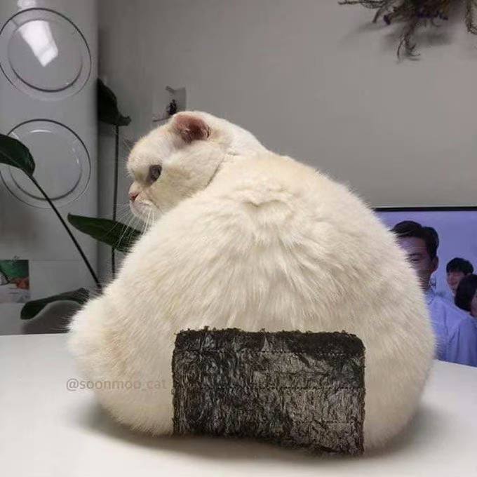 #猫猫 饭团🍙#猫猫 饭团🍙