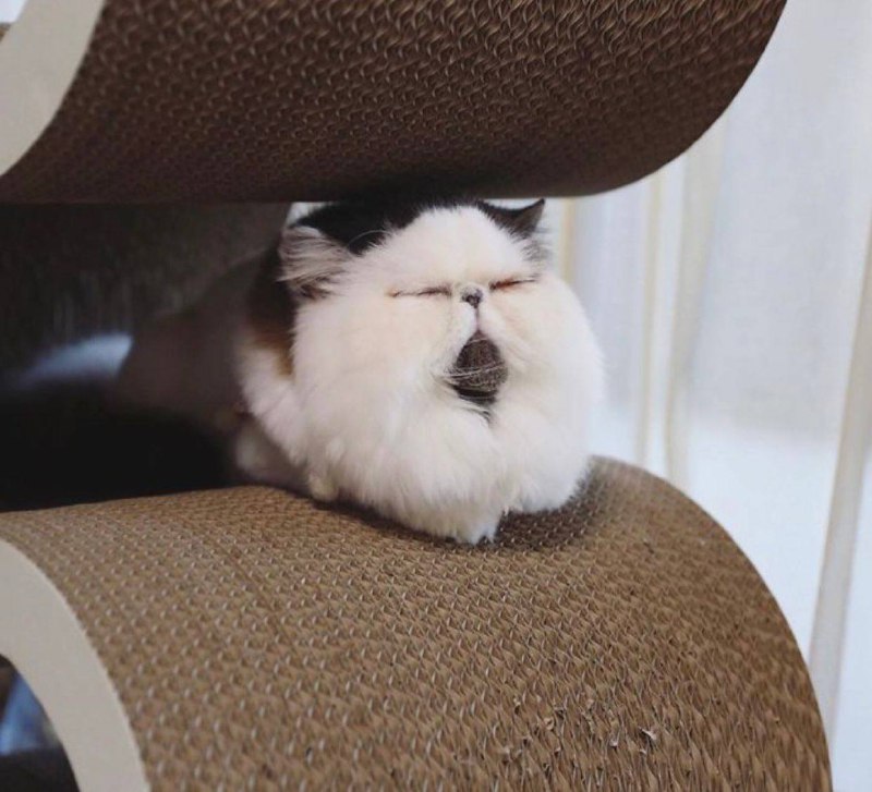 #猫猫#猫猫