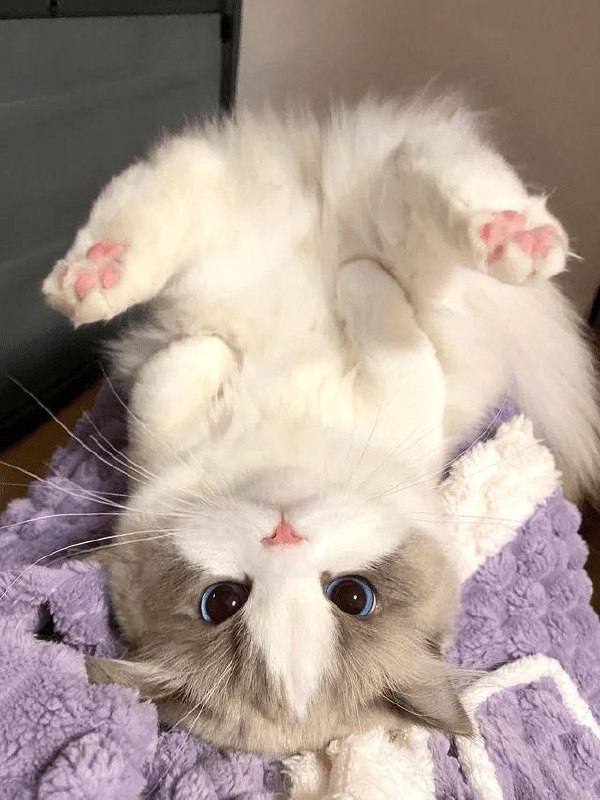 #猫猫