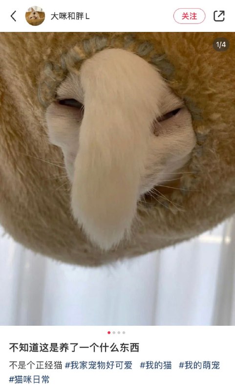 #猫猫#猫猫