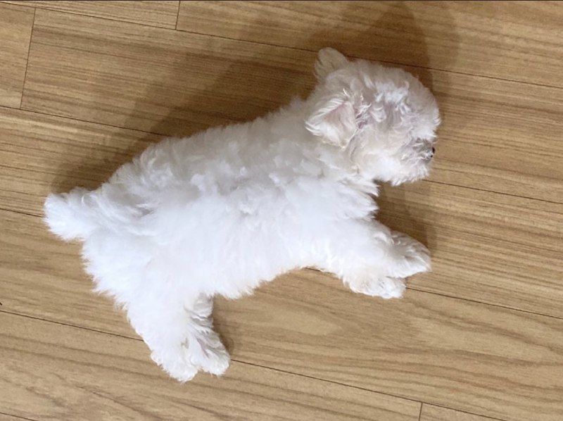 #狗狗#狗狗