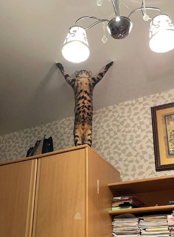 #猫猫