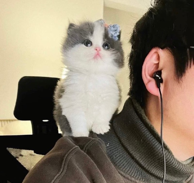 #猫猫#猫猫