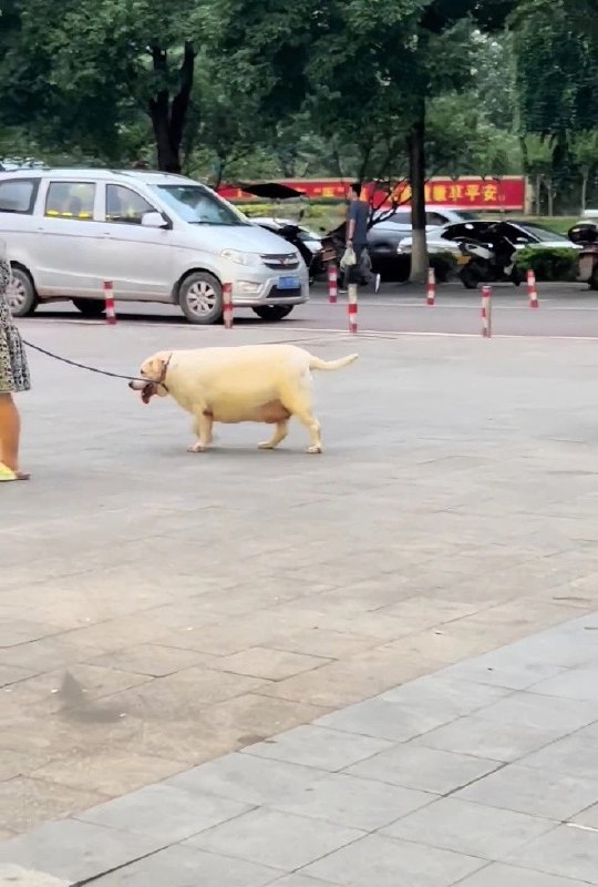 #狗狗