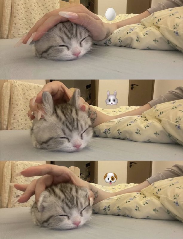 #猫猫