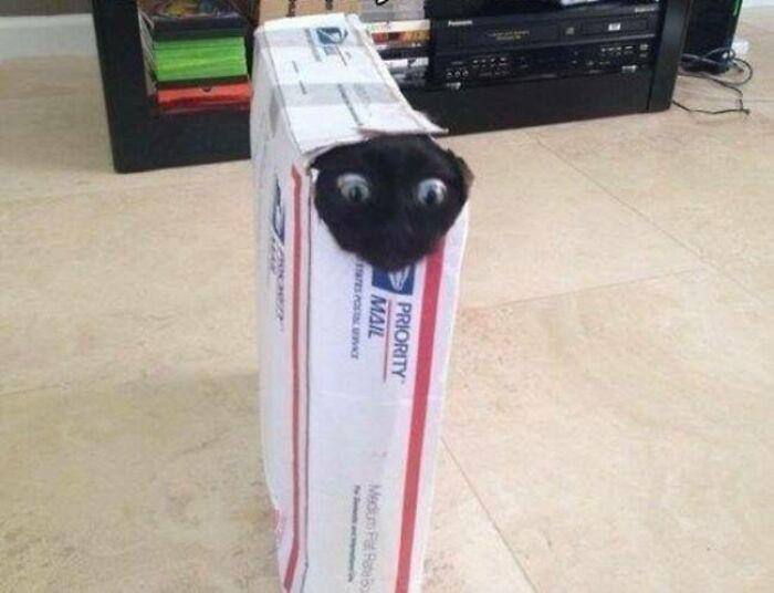 #猫猫