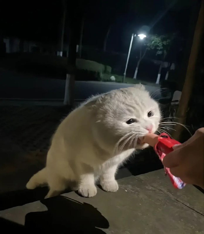 #猫猫#猫猫