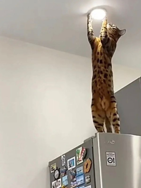 电 工 使 者#猫猫电 工 使 者#猫猫