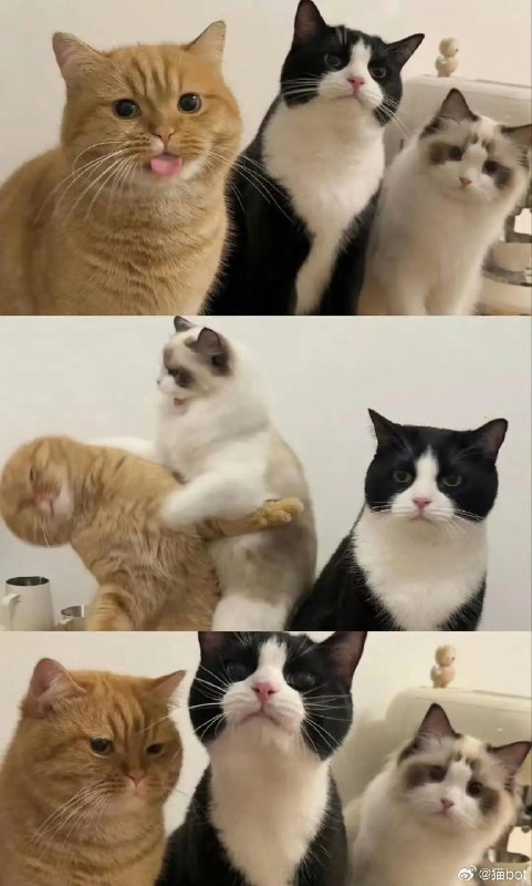 禁止卖萌😑#猫猫