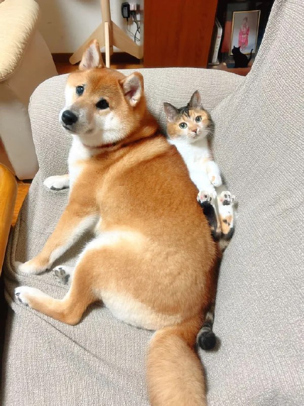 #猫猫 #狗狗#猫猫 #狗狗