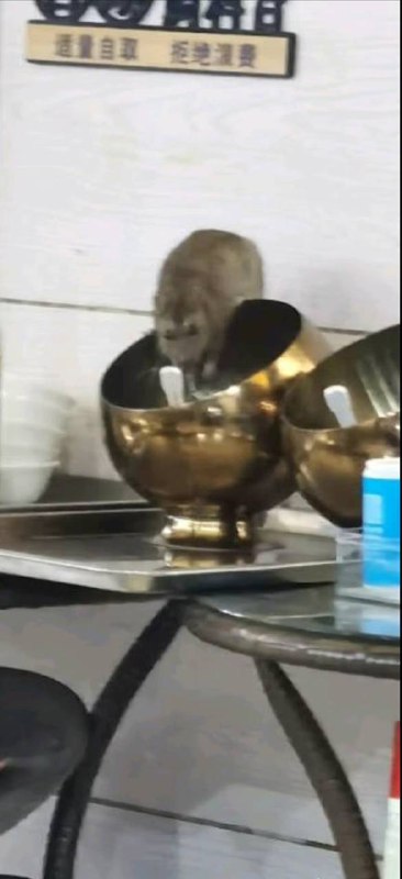 料理鼠王料理鼠王