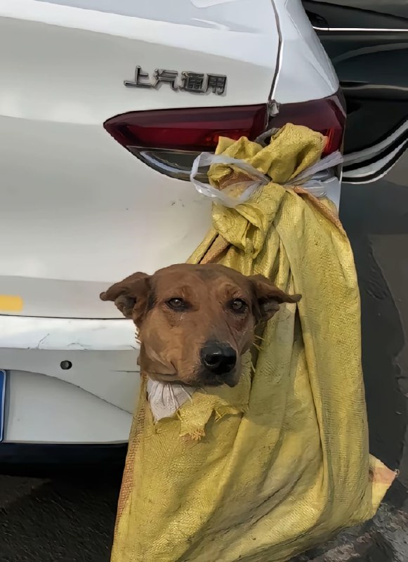 第一批春运回家的狗子们😅#狗狗第一批春运回家的狗子们😅#狗狗