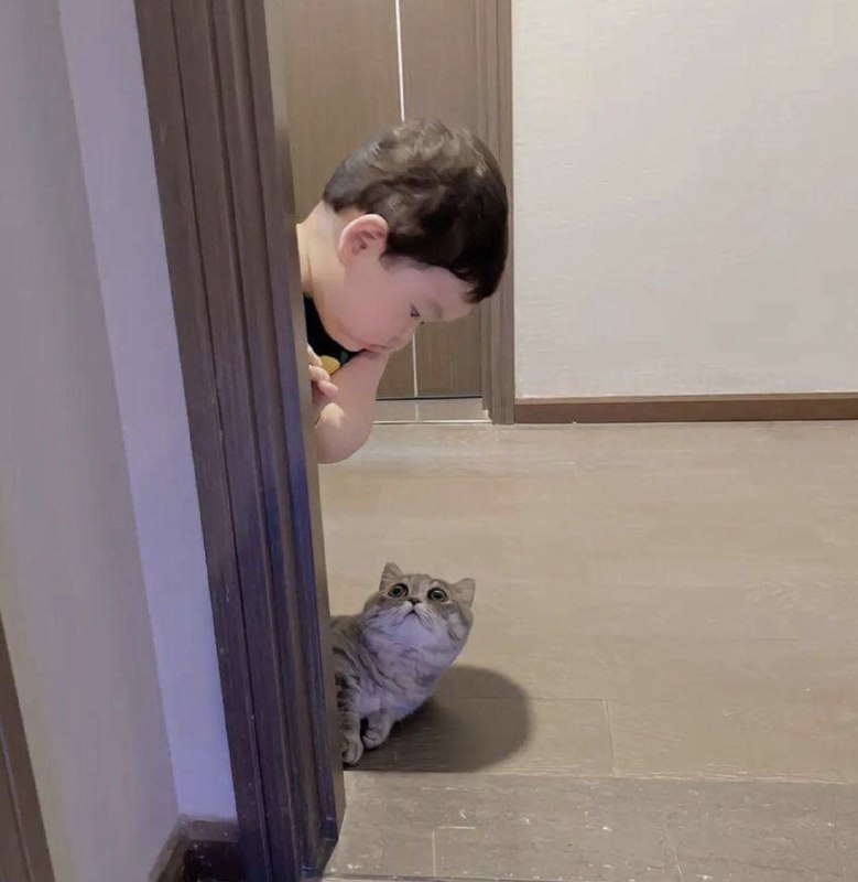 #猫猫#猫猫