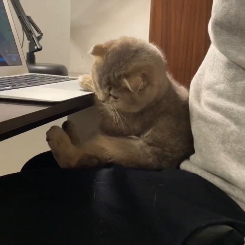 #猫猫#猫猫