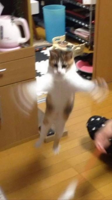 一只看似在空中飞翔的猫🙃#猫猫